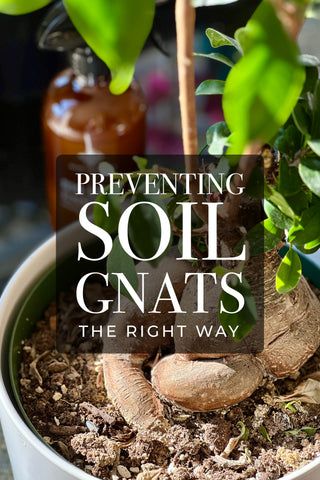 House Plant Gnats How To Get Rid, How To Get Rid Of Knats In My Plants, Hydrogen Peroxide For Plants Gnats, Gnats In Plants How To Get Rid Of, House Plant Pests How To Get Rid, How To Get Rid Of Nats In House Plants, How To Get Rid Of Soil Gnats, How Do You Get Rid Of Gnats, Soil Gnats House Plants