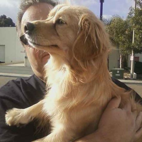 Golden Dox Golden dox Sugar Bears, Golden Girl, Dachshund, Golden Retriever, Google Search, Dogs, Animals