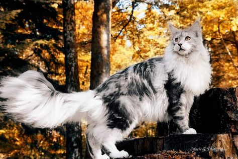 Cat Poses, Cat Anatomy, Cat References, Warrior Cats Art, Gorgeous Cats, Cat Pose, Norwegian Forest Cat, Pretty Animals, Warrior Cat