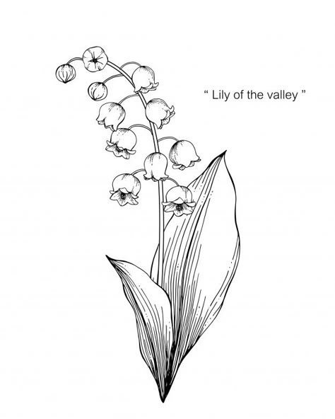 Lily Of The Valley Drawing, Valley Drawing, Lilies Drawing, Visuell Identitet, Flower Tattoo Drawings, Lily Of The Valley Flowers, Valley Flowers, Birth Flower Tattoos, White Drawing