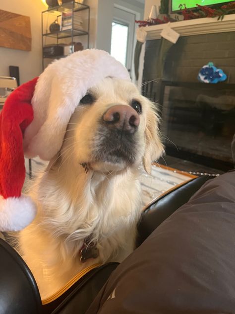 dogs | pets | christmas | friends | fun | golden retriever Christmas Goals, Christmas Pfps, Christmas Golden Retriever, Pets Christmas, Golden Retriever Christmas, Christmas Friends, Christmas Dogs, Photo Gold, Baby E