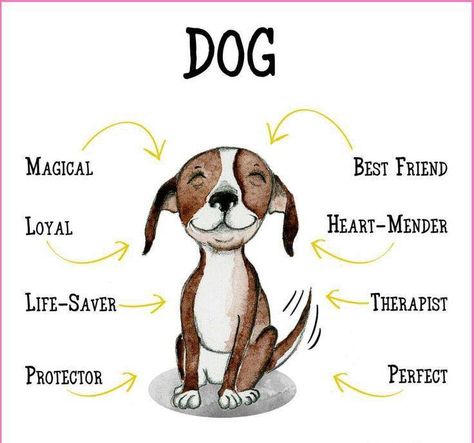 Travel Dog Bowl, 강아지 그림, Dog Rules, Crazy Dog, Animal Quotes, Dog Quotes, Dog Care, Dog Life, Pitbull