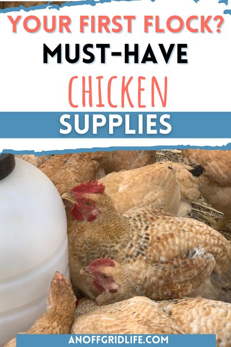 Chickens at watered Must Have Chicken Supplies, Chicken Run Must Haves, Chicken Coop Basics, Chicken Starter Kit, Chicken Must Haves, Chicken Coop Essentials, Chicken Scraps List, Chicken Necessities, Chicken Coop Must Haves