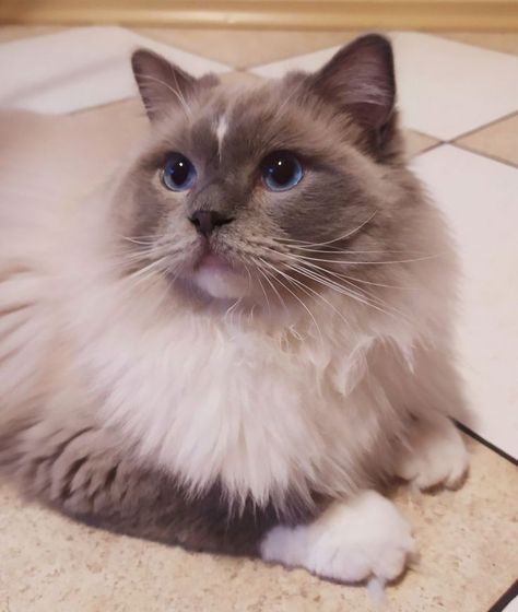 Blue Mitted Ragdoll, Mitted Ragdoll, Cat And Dog Photos, Cat Tattoo Design, Cats Tattoo, Cat Tattoos, Ragdoll Cats, Painting Cat, Cat Tattoo Designs