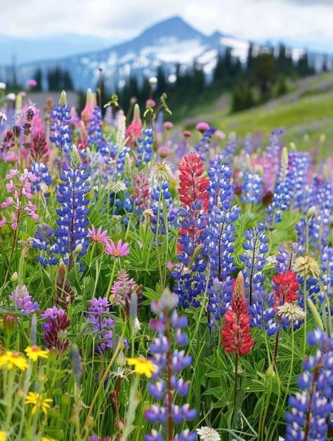 (99+) Wildflowers in Mount Rainier National Park, Washington 🇺🇸 – @heavenlybackside en Tumblr Mount Rainier Wildflowers, Mount Timpanogos, Glacier Park, Mount Rainier National Park, Rainier National Park, Glacier National Park, Mount Rainier, Painting Ideas, Alaska