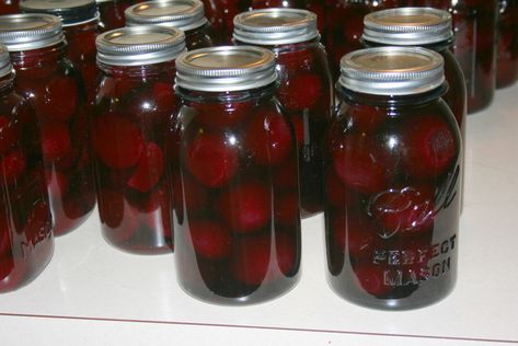 Canned Red Beets Recipe, Pickled Red Beets, Canning Pickled Beets, Preserving Pickles, Red Beets Recipe, Canned Pickled Beets, Container Recipes, Canning Beets, Fermenting Foods