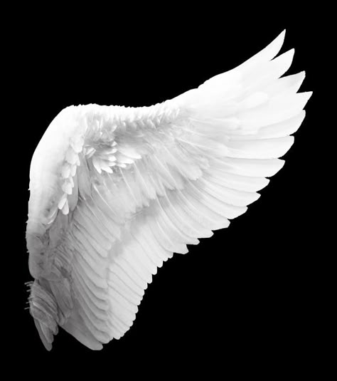 Free Stock Photo of White Angel Wing Angel Wings Png, Swan Wings, Wings Png, White Angel Wings, Wings Drawing, Angel Wings Tattoo, Angels Wings, Ange Demon, Wings Art