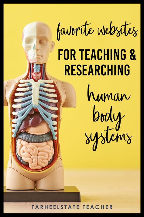 Body Systems Project Middle School, Grade 5 Human Body Systems, Human Body Systems Projects High School, Body Systems Middle School, Health Science Classroom, Dietitian Humor, Highschool Classroom, Human Body Systems Projects, Body Systems Project