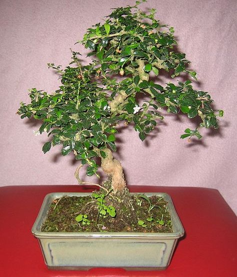 Bonsai Apple Tree, Types Of Bonsai Trees, Fukien Tea Bonsai, Bonsai Kit, Flowering Tea, Living Sculpture, Bonsai Pruning, Bonsai Ficus, Jade Bonsai