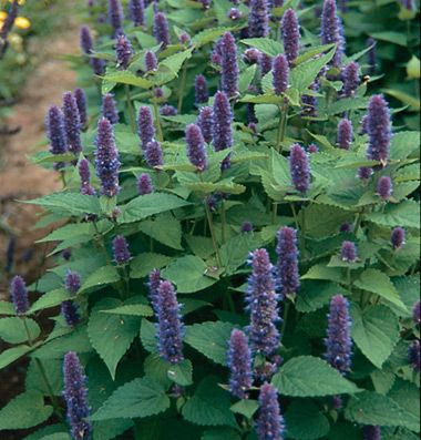 Anise Hyssop Anise Hyssop, Basil Plant, Plant Spacing, Flower Spike, Organic Seeds, Herb Seeds, Garden Pests, Organic Herbs, Perennial Garden