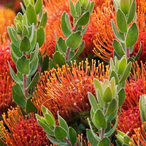 Protea Plant, Native Plant Landscape, Indoor Hydroponics, Small Garden Landscape, Australian Native Garden, Drought Tolerant Garden, Protea Flower, Australian Native Flowers, Australian Plants