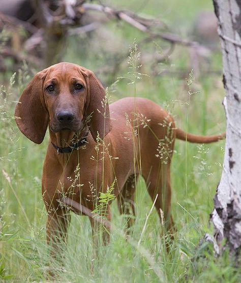 Redbone Coonhound Puppy, Red Bone Coonhound, Country Dogs, Coonhound Puppy, Coon Hunting, Pet Room, Hound Breeds, Redbone Coonhound, Hound Dogs