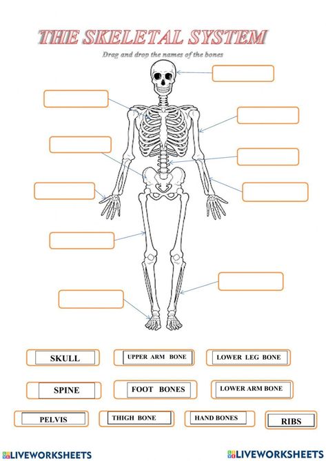 Skeleton Worksheet, Anatomy Diagrams, Skeletal System Worksheet, The Skeletal System, Perimeter Worksheets, Arm Bones, History Worksheets, Engineering Activities, Leg Bones