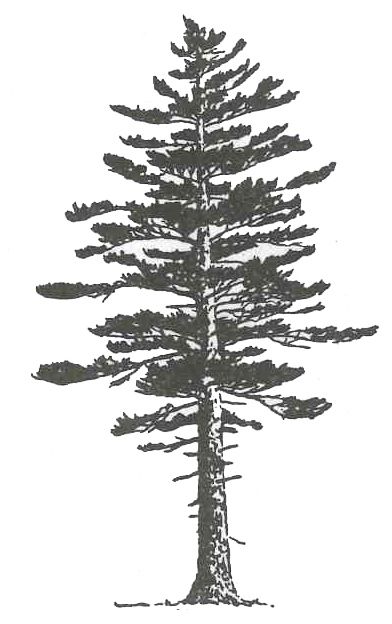 Pyrography Pine Trees, Eastern White Pine Tattoo, White Pine Tree Tattoo, White Pine Tattoo, Watercolor Tattoo Tree, Evergreen Tree Tattoo, Tree Silhouette Tattoo, Pine Tree Drawing, Pine Tattoo