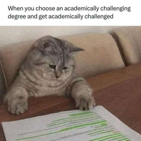 Fr. #studyspo #studyblr #studyinspiration #studyvibes #studyaesthetic #studygram #studyaccount #fypシ Phd Humor, Studying Funny, Studying Memes, Sarcastic Jokes, Funny Science Jokes, Science Jokes, Cat Meme, Cute Memes, Funny Cute Cats