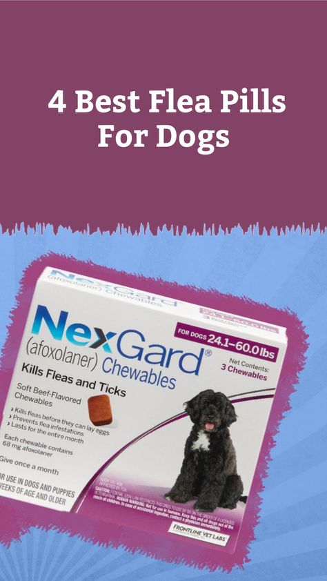 Are you looking to fight off fleas? These are the best flea pills for dogs. Best Flea And Tick Prevention For Dogs, Flea Medicine For Dogs, Dog Illnesses, Meds For Dogs, Tick Repellent, Medication For Dogs, Flea Prevention, Tick Prevention, A Vet