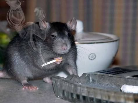 Rat Pfp, Emo Rat, Rat Core, Batman Oc, Noah Core, Sewer Rat, Brown Rat, New Playlist, Rat Look