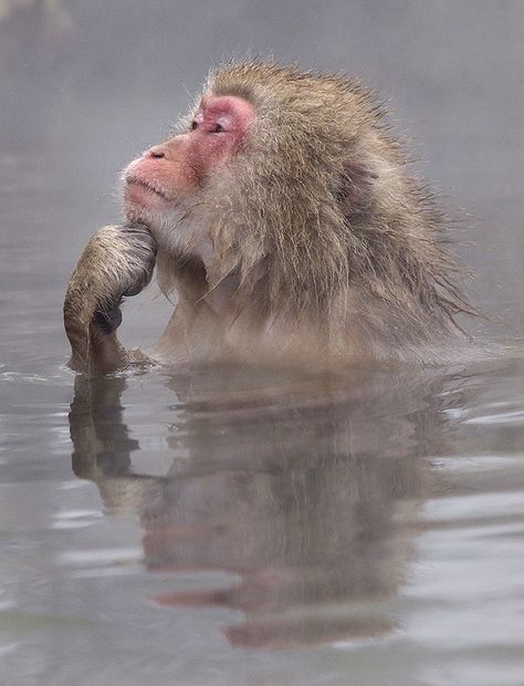 The Thinker Japanese Snow, Snow Monkeys, Snow Monkey, Suspicious Minds, The Thinker, Mandrill, Incredible Creatures, Monkeys Funny, A Monkey