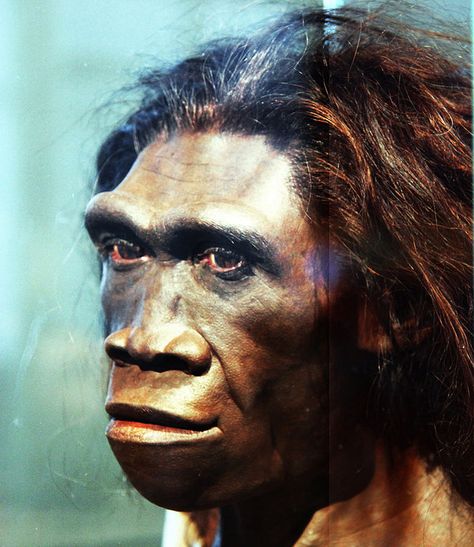 I got You're such a Homo erectus!! Are You More Homo Erectus, Homo Naledi, Or Australopithecus Africanus? Homo Heidelbergensis, Human Fossils, Homo Erectus, Homo Habilis, Perang Dunia Ii, Human Skin Color, Smithsonian Museum, Hunter Gatherer, Human Evolution