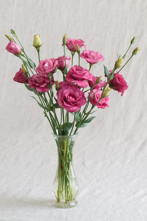 how to start lisianthus from seed Archives - Henry Homeyer Meaning Of Red, Lisianthus Flower, Lisianthus Flowers, Nature Photography Flowers, Flower Guide, Nothing But Flowers, Outdoor Flowers, Flower Therapy, Beautiful Flower Arrangements