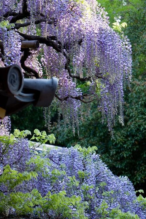 Aesthetic Sharer ZHR on Twitter: "Wisteria flower… " Japanese Wisteria Tree, Japanese Wisteria, Wisteria Vines, Tree Dies, Simple Landscaping, Wisteria Tree, Landscaping Simple, House Landscaping, Front House