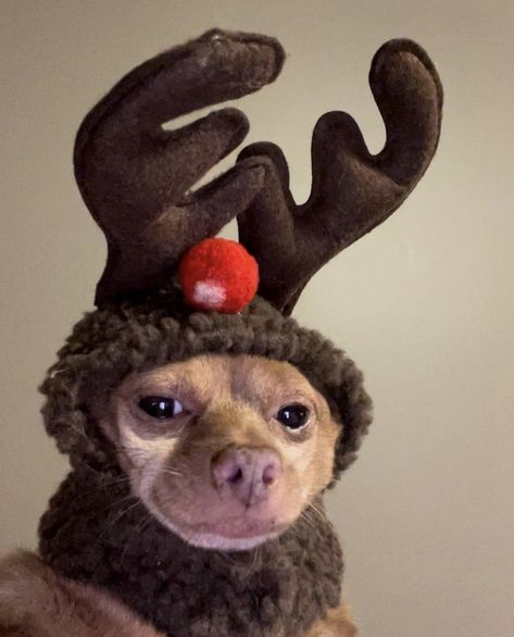 Funny Christmas Animals, Dog Christmas Photos, Dog Treat Dispenser, Christmas Meme, Food For Dogs, Funny Christmas Pictures, Treat Dispenser, Christmas Memes, Pets Cute