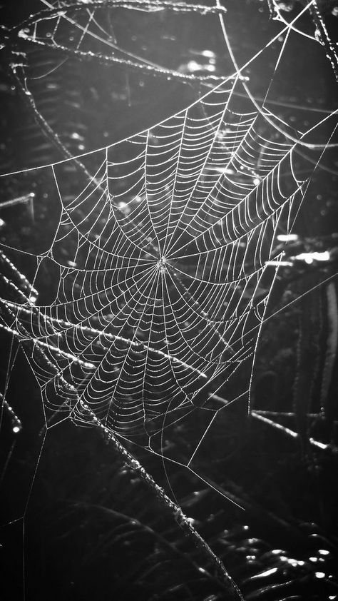 Halloween Backrounds, Halloween Iphone Wallpaper, Halloween Phone Wallpaper, Spider Silk, Not Human, Amoled Wallpapers, Goth Wallpaper, Screen Savers Wallpapers, Tumblr Backgrounds