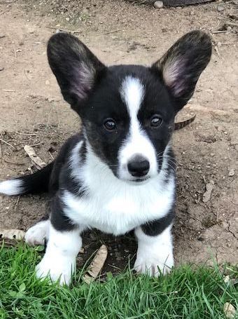 Cardigan Welsh Corgi Puppies, Black Corgi, Welsh Corgi Cardigan, Corgi Puppies For Sale, Cardigan Corgi, Every Dog Breed, Corgi Puppies, Welsh Corgi Puppies, Corgi Mix