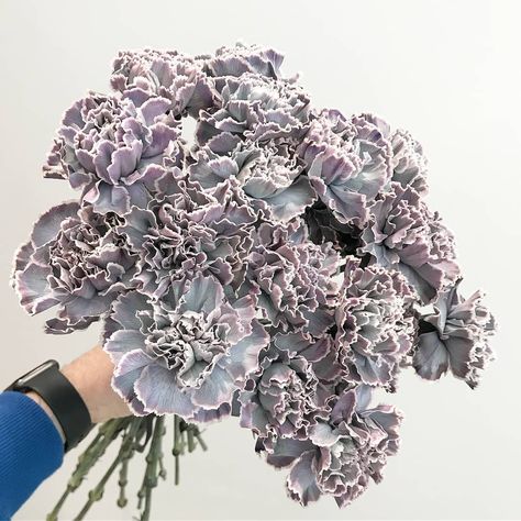 Black Carnations, Carnation Colors, Purple Carnations, Dyed Flowers, Flower Varieties, Flower Guide, Carnation Flower, Nothing But Flowers, Flower Names