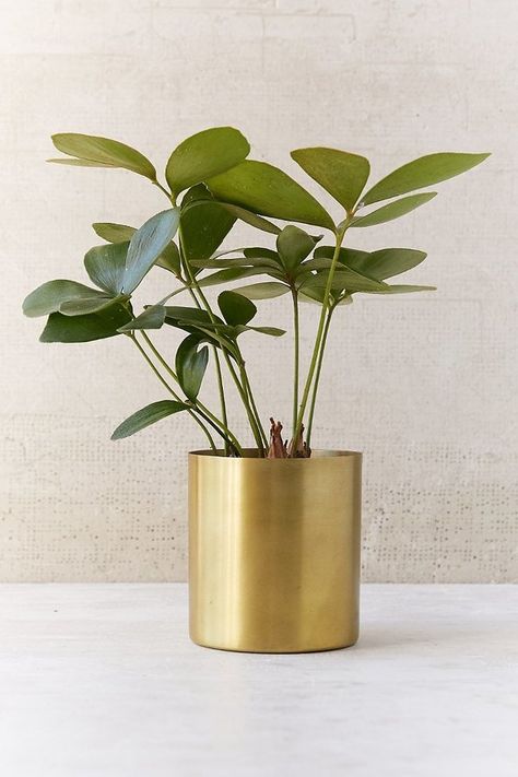 Urban Outfitters Mod Metal Planter ($10) | 30 Stylish Home Decor Pieces All Under $100 | POPSUGAR Home Gold Planter, نباتات منزلية, Gold Vase, Deco Nature, Astuces Diy, Metal Planters, Decor Pillows, Small Planter, Stylish Home Decor