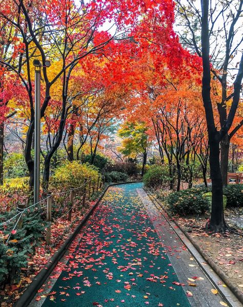 Fall In Seoul, Autumn In Seoul, Fall In Korea, Korea Place, Korea Autumn, Seoraksan National Park, Korean Travel, Autumn In Korea, Korea Tourism