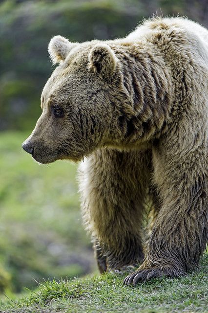 Bear Profile Picture, Bear Side Profile, Bear Profile, Kodiak Brown Bear, Cute Short Stories, Scottish Animals, Alaska Summer, North American Animals, Dog Portraits Art