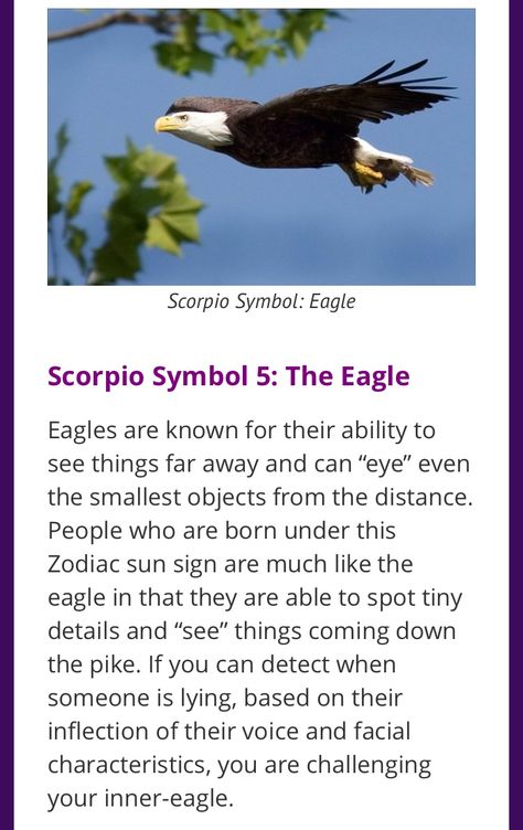 Scorpio Eagle, Scorpio Symbol, Sign Tattoo, Im A Survivor, Who People, Sun Sign, Visionary Art, Bald Eagle, Eagles