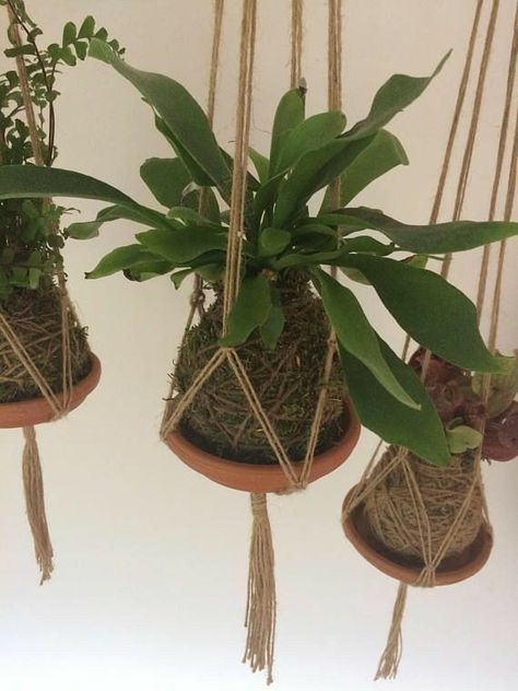 Kokedamas Ideas, String Garden, Moss Ball, House Plants Decor, Macrame Plant Hangers, Hanging Garden, Deco Floral, House Plants Indoor, Pretty Plants