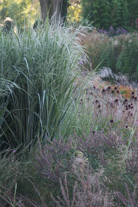 Panicum virgatum 'Northwind' | Guy Henderieckx | Flickr Fenceline Landscaping, Wisconsin Garden, Panicum Virgatum, Native Plant Landscape, Plant Landscape, Planting Combinations, Indoor Flowering Plants, Prairie Garden, Gardening Zones