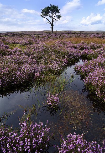 Another lonely tree on the moors - North York Moors, Yorkshire Sheep Fence, Barney Fife, Yorkshire Moors, The Moors, North York Moors, Yorkshire England, English Countryside, British Isles, North Yorkshire