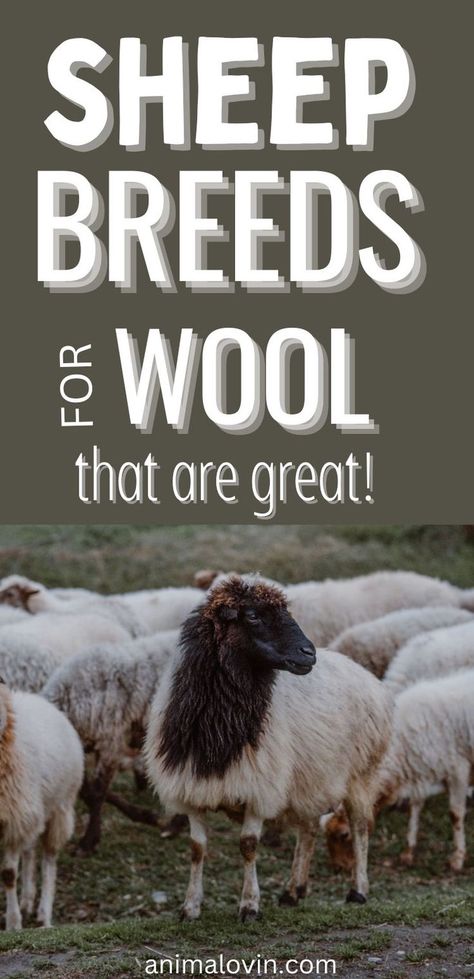 Sheep For Wool, Sheep Shelter, Romney Sheep, Raising Sheep, Sheep Ranch, Homesteading Animals, Pet Sheep, Wool Sheep, Raising Farm Animals