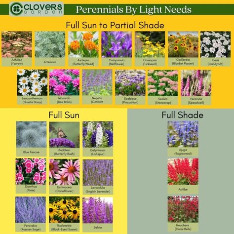 How to Plant a Perennial Flower Garden in Any Zone - Clovers Garden Tips Zone 6a Gardening, Zone 4 Perennials, Perennial Flower Garden, Blue Fescue, Garden Flowers Perennials, Perennial Flower, Perennial Flowers, Coral Bells, Zone 5