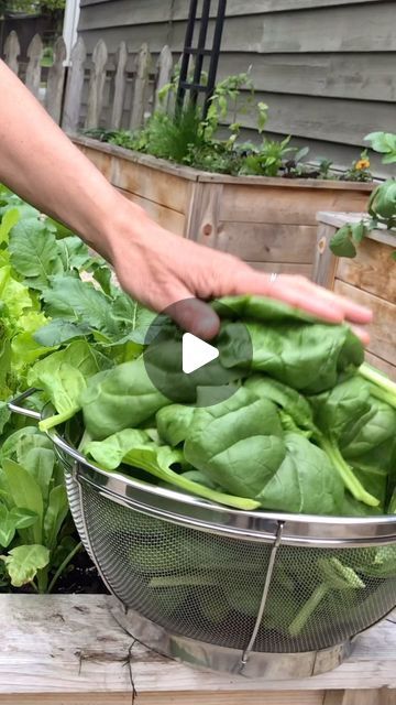 Nicole Johnsey Burke on Instagram: "Drop a 🙌🏼 in the comments to get my Salad Garden Online Course for free 🥗

Spinach is a must eat for alllll the vitamins, the folate, the antioxidants.

But grocery store spinach goes bad soooo quickly and tastes like nothing. 

Sooo it’s time for you to grow your own. 

It’s easy-I promise-and I’ll show you exactly how to do it in my Salad Garden Course. Just comment 🙌🏼 and I’ll dm you the link to get the course for free 🌿

Let’s fill up on some seriously good stuff this spring-I’ll show you how 🙌🏼" Salad Garden, Growing Spinach, Spinach Seeds, Seed Packets, Grow Your Own Food, Own It, Grow Your Own, Online Course, One In A Million