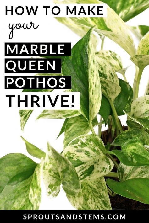 Marble Pothos Care, Marble Pothos Plant, Queen Marble Pothos, Mixed Pothos In One Pot, Marble Queen Pothos Care, Marble Queen Vs Snow Queen Pothos, Pothos Marble Queen, Marbled Pothos, How To Propagate Pothos