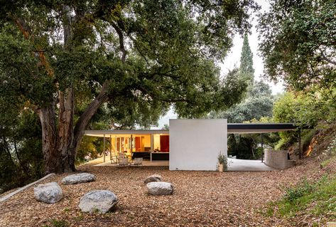 Junya Ishigami, Glendale California, Richard Neutra, Live Oak Trees, Japanese Architect, Midcentury Home, Robb Report, Los Angles, Roof Structure