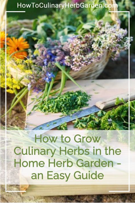 Explore the types of culinary herbs🌿 herb garden design, tips for growing herbs indoors from seed 🌱 in pots, plus cool ideas 💦 like hydroponic herb kits. | #herbgarden #culinaryherbs #growing #foodgardens #indoorherbs #gardendesign Home Herb Garden, Growing Herbs Indoors, Harvesting Herbs, Herb Garden Design, Culinary Herbs, Herbs Indoors, Cool Ideas, Growing Herbs, Medicinal Herbs