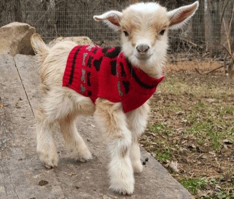 Baby Goats In Sweaters, Goats In Sweaters, Mini Goats, Pygmy Goat, Baby Farm Animals, Baby Goat, Cute Goats, Baby Goats