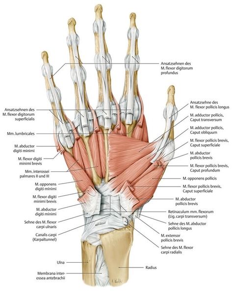 Limb Anatomy, Functional Anatomy, Supraspinatus Muscle, Subscapularis Muscle, Human Anatomy Picture, Upper Limb Anatomy, Body Muscle Anatomy, Axillary Nerve, Muscle Diagram