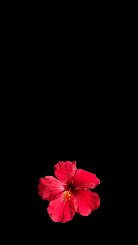 #myfirstshuffle Simple Flower Wallpaper, Hibiscus Flower Wallpaper, Flower Lockscreen, Hibiscus Wallpaper, Red Flower Wallpaper, Black Flowers Wallpaper, Wallpapers And Lockscreen, Autumn Phone Wallpaper, Widget Pics