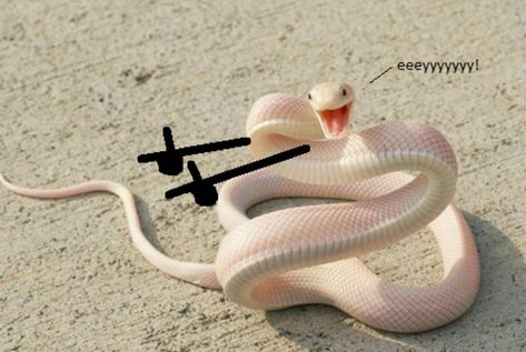 Hey, Gurl Snakes Funny, Danger Noodle, Pretty Snakes, Albino Animals, Cute Reptiles, Cute Snake, The Zoo, Animal Memes, Cute Funny Animals