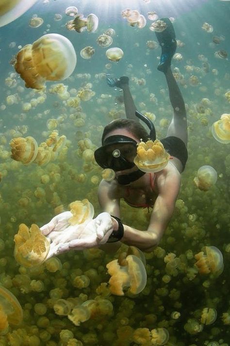 Swim With Jellyfish, Swimming With Jellyfish, Person Swimming Underwater, Person Standing In Water, Diving Pose, Swimming Reference, Person Swimming, Jellyfish Lake, Sea Walk