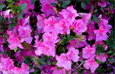 How To Grow And Care For Encore Azaleas | Plantly Azaleas Care, Encore Azaleas, Flowers Feed, Bright Indirect Light, Front Yard Flowers, Azalea Flower, Acid Loving Plants, Plant Diseases, New Roots