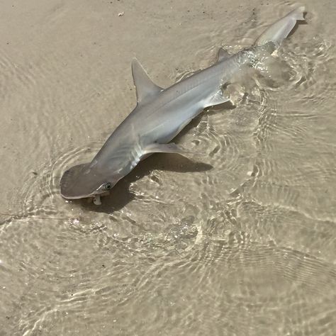 Baby hammerhead shark! Baby Hammerhead Shark, Shark Meme, Hammer Head, Hammerhead Shark, Goofy Ahh, Baby Shark, Sharks, I Hope, Memes