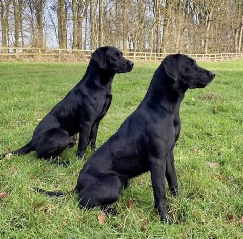 Field Line Labrador, Field Labrador, Fit Labrador, Working Labrador, Dog Moodboard, Pitbull Mix Puppies, Hunter Dog, Black Labs Dogs, Black Labrador Dog